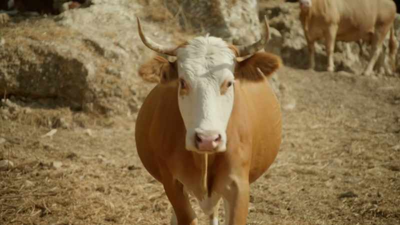 [narrator] So they were also breeding heartier cows