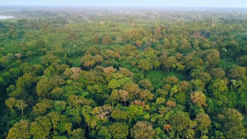 Narrator: THE AMAZON RAINFOREST