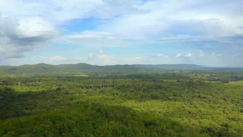 Narrator: THE AMAZON RAINFOREST