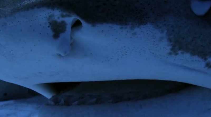 NARRATOR: The ampullae let the shark detect tiny electrical fields given off by its prey