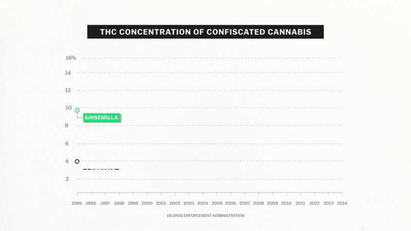[narrator] The average THC content of Sinsemilla