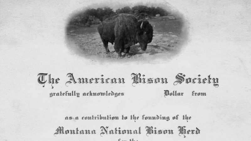 Narrator: The Bison Society then launched