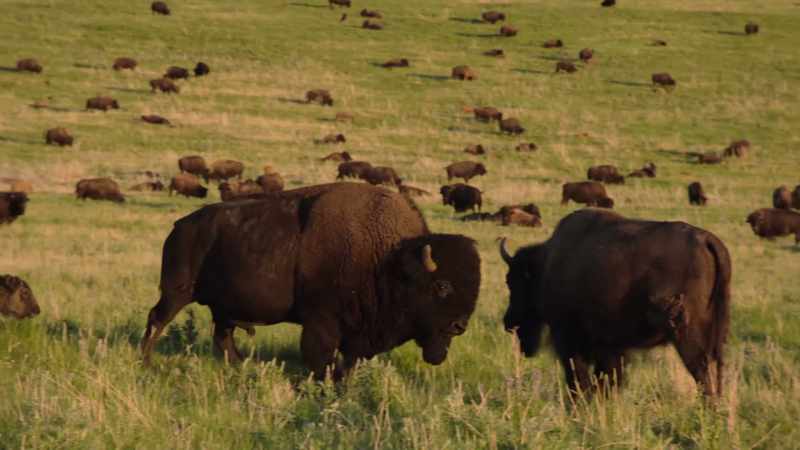 Narrator: The Cheyenne had followed them so closely