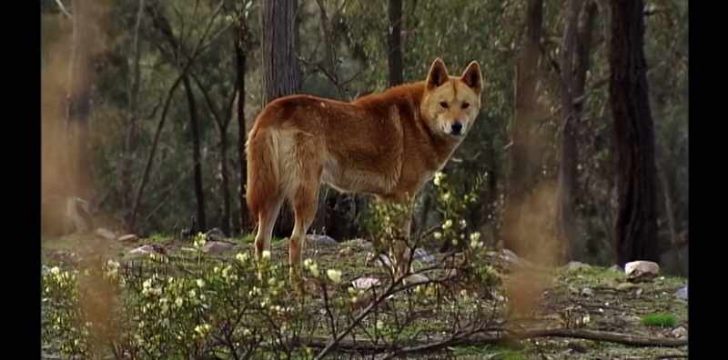 NARRATOR: The dingo isn't actually a dog
