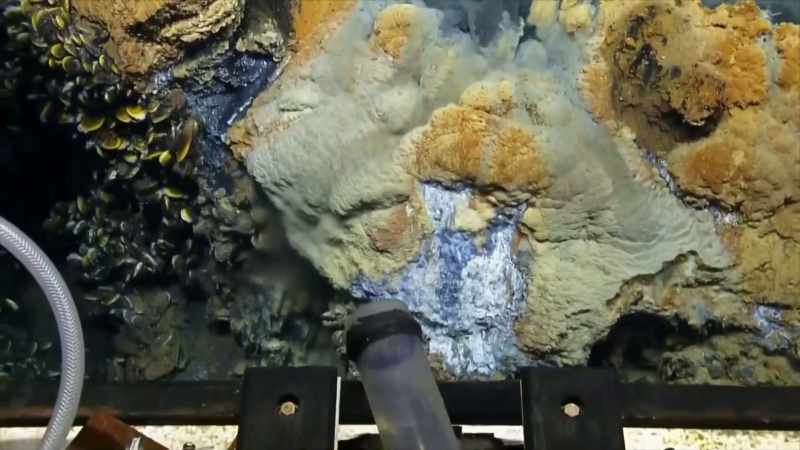 Narrator: THE ESCAPING METHANE ISN'T KILLING THE SEA CREATURES