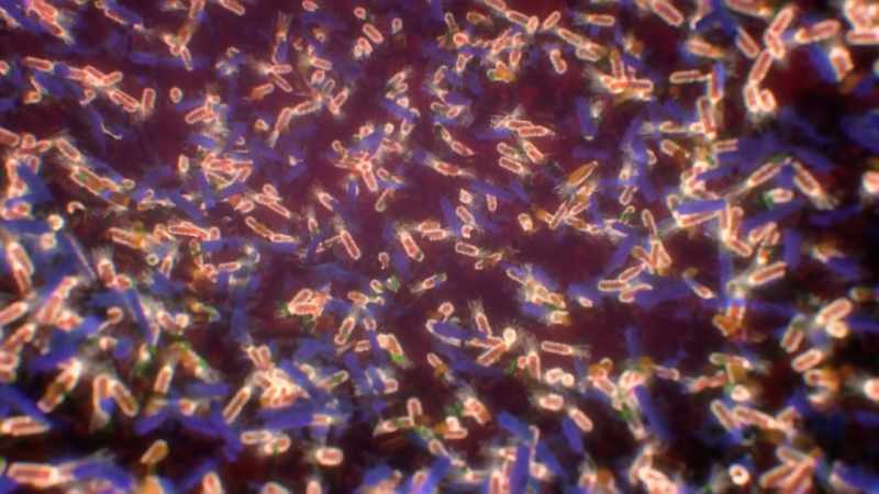[narrator] The gut is a diverse environment where our own cells