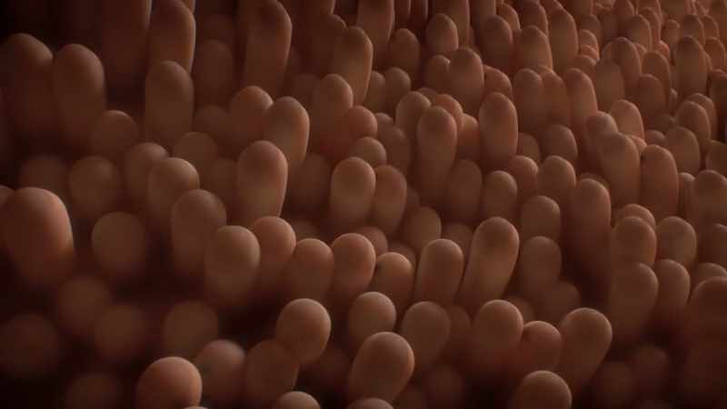 [narrator] The thin mucous barrier that protects the gut