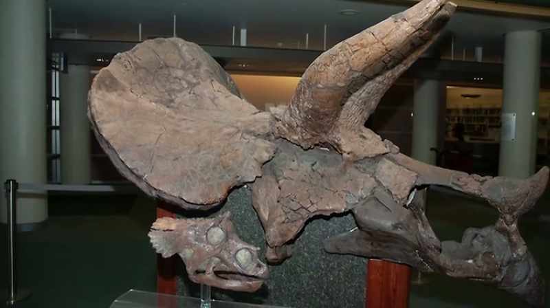 Narrator: THE YOUNGEST TRICERATOPS FOSSIL EVER FOUND