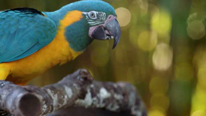 NARRATOR: They both pass the first test. -(MACAWS SQUAWKING)