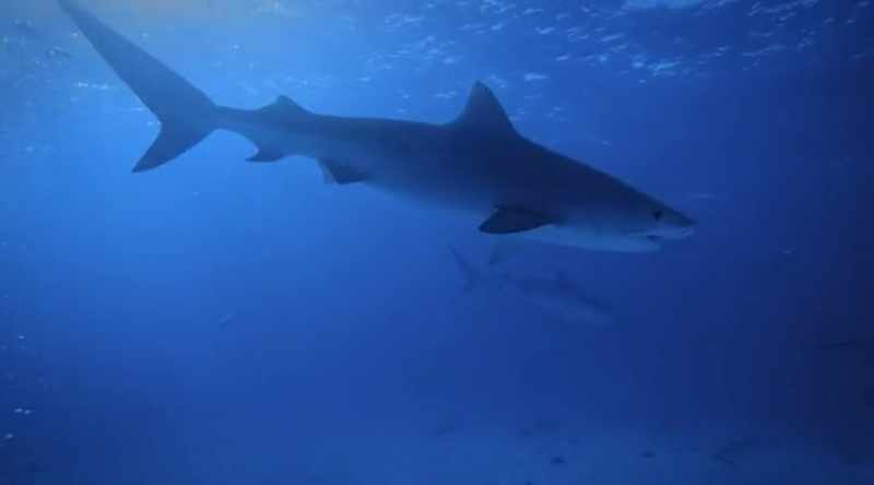 NARRATOR: They're soon surrounded by more sharks than they can count