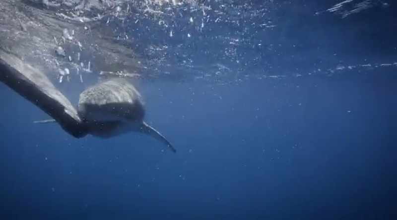 NARRATOR: This is a younger shark
