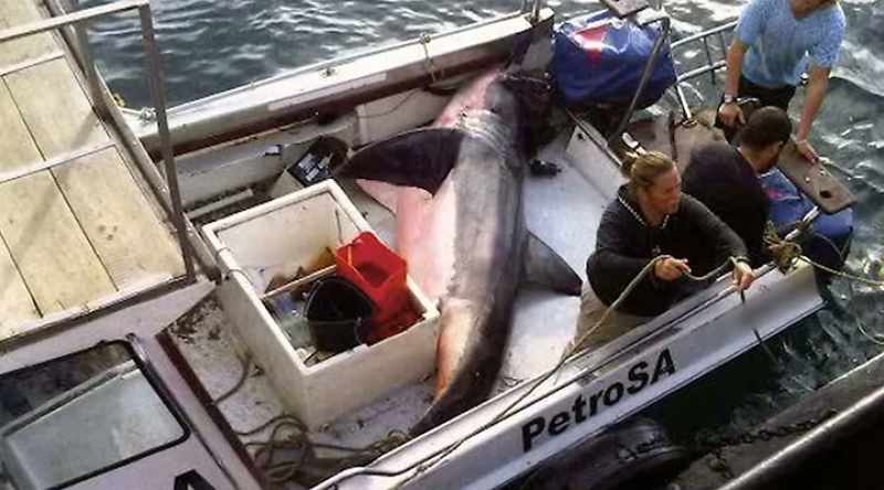 NARRATOR: This shark seemed willing to leave