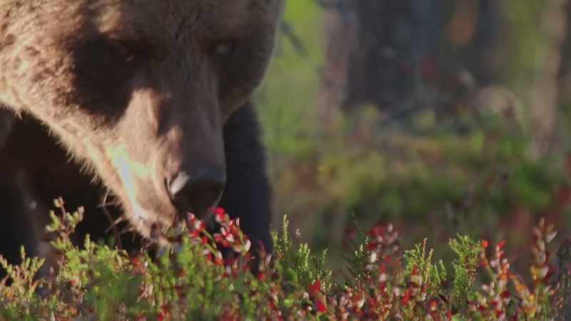 NARRATOR: This spot in Finland's taiga forest