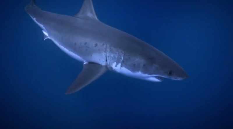 NARRATOR: To do this, a shark uses a dense network