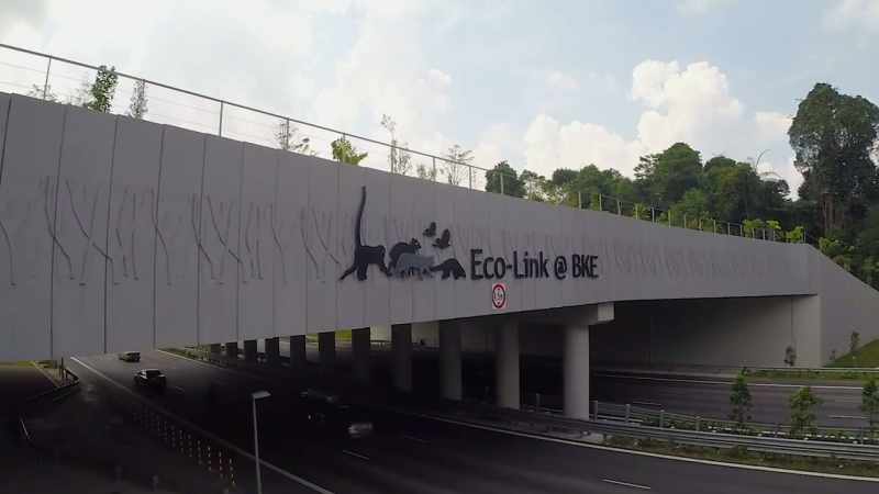 Narrator: Today singapore is a leader in conservation