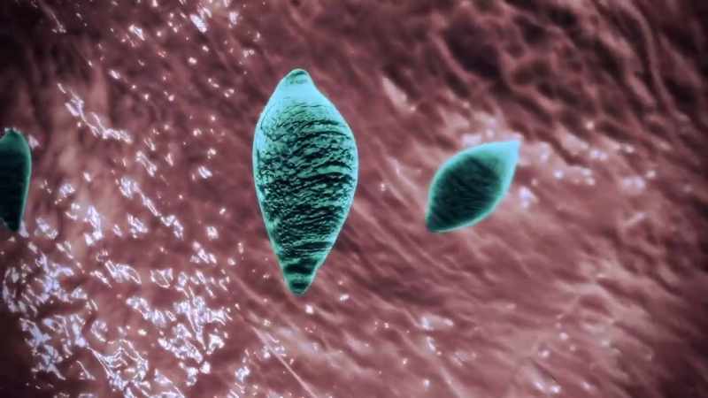 NARRATOR: Toxicaraplasma gondii