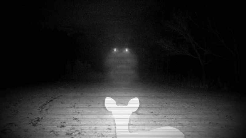 Narrator: TRAIL CAMERA DESIGNER BART STEPHENS ANALYZES THE PICTURES