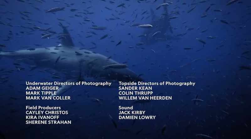 NARRATOR: What is certain is that great whites aren't always the loners