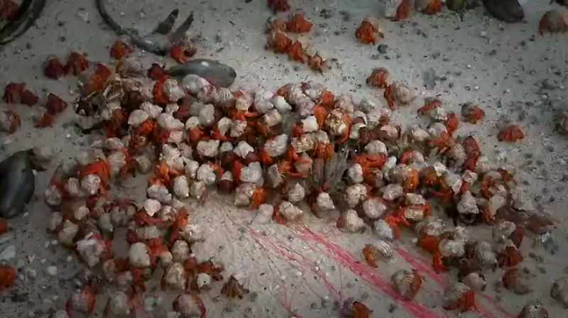 Narrator: With help from their smaller strawberry hermit crab cousins