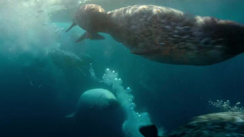 Narwhals are extremely timid and rarely filmed underwater