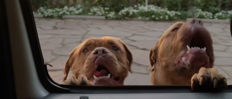 Nasty—ass dogs