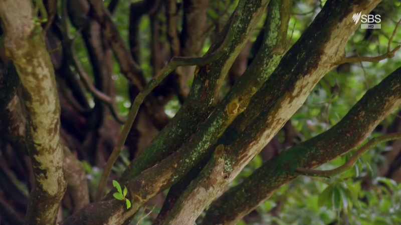 Nature was now a thing to be celebrated