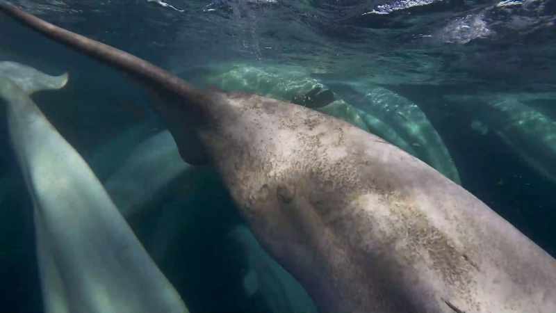 Nearby fish and squid disappeared long ago