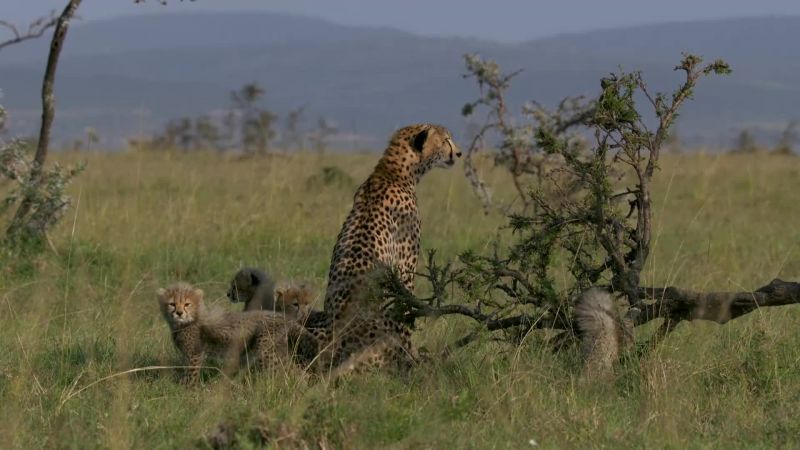 Nearby, Kuleta lays low