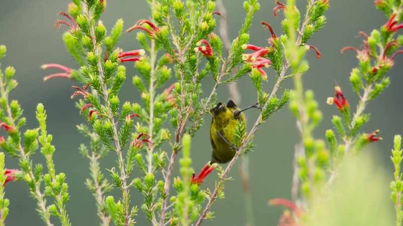 Nearly 9,000, many needing pollinators