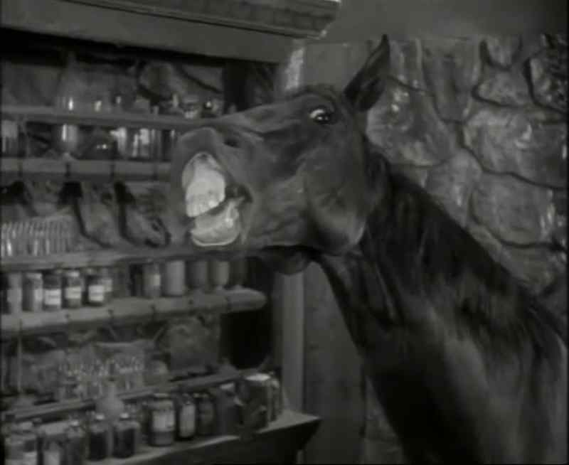 [neighing]