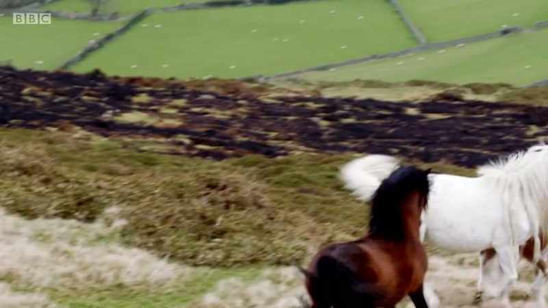 NEIGHING