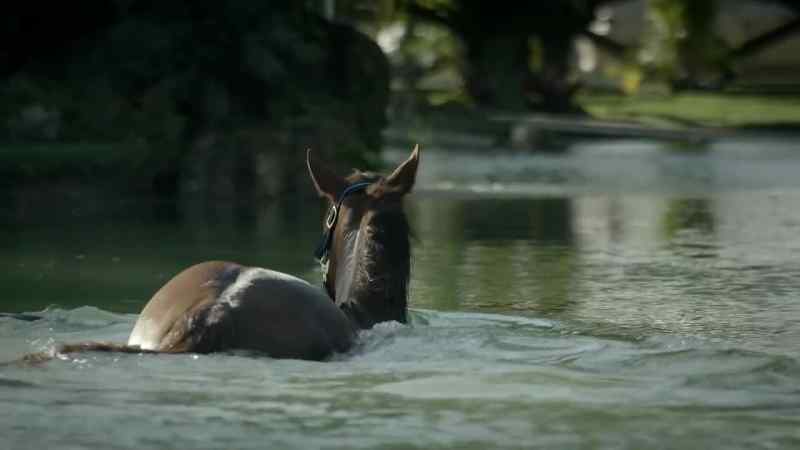[neighs]