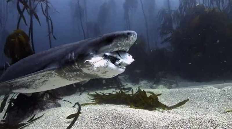 NEIL (off-screen): For sharks every day is tough