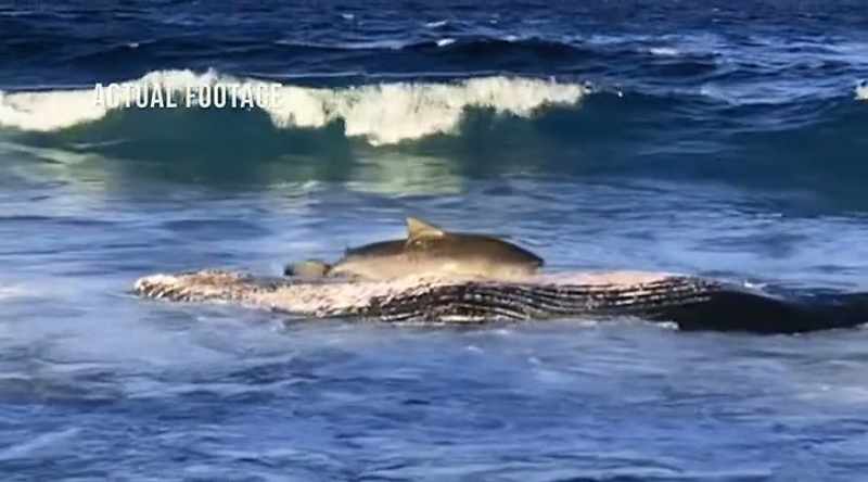 NEIL (off-screen): That's a very dangerous situation for a shark