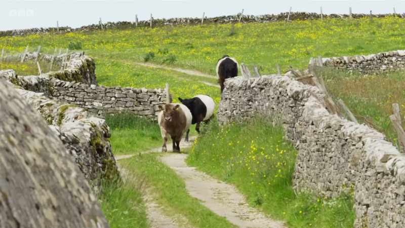 Neil reduced the flock to just 100
