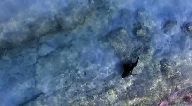 NEIL: Shark nursery grounds are changing