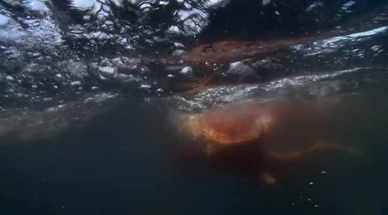 NEIL: So, these sharks can essentially find a prey item