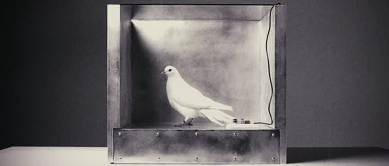 Like most living creatures, the pigeon quickly associates the pressing of a lever with reward