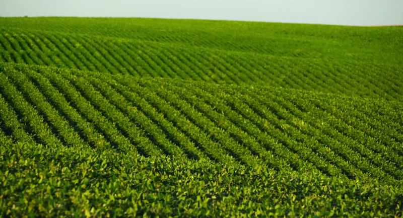 Neonicotinoids basically work by breaking down immune system
