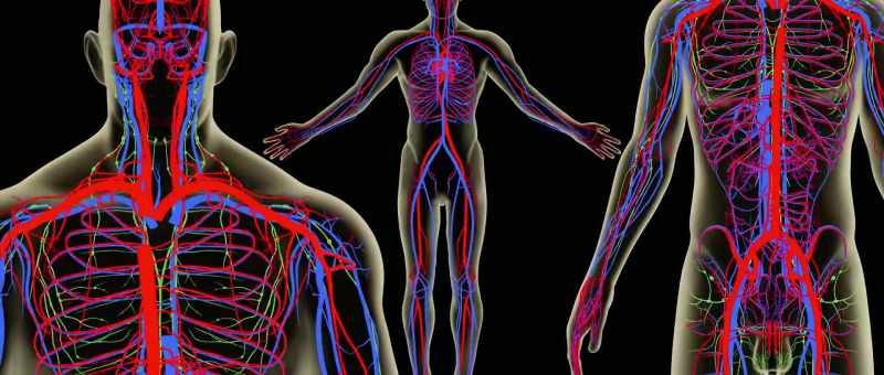 Nerves in general and the sciatic nerve in particular