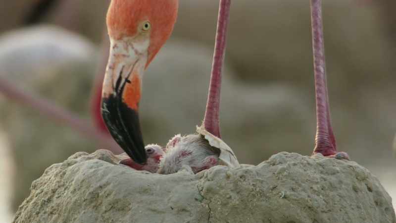 Nest mounds keep chicks clear of the brine