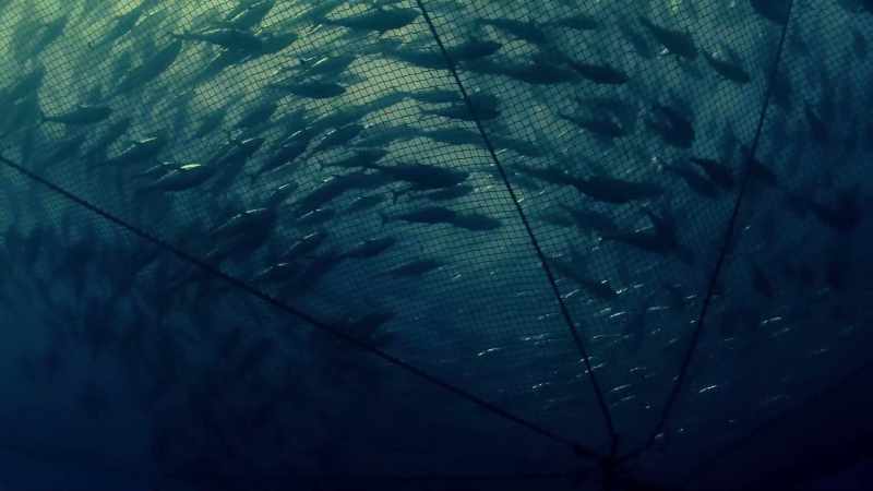 Nets large enough to engulf cathedrals