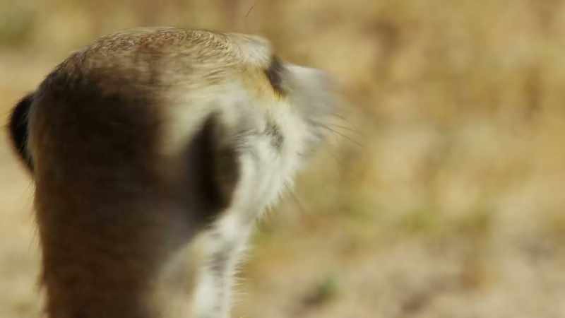 Neurons in the brain communicate through electricity