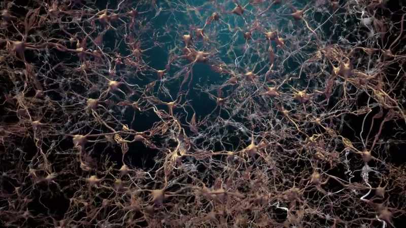 Neurons in the brain communicate through electricity