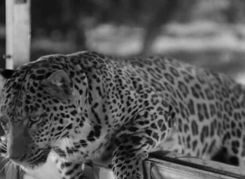 Never hang on to a leopard's tail!