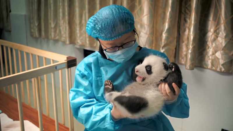 New cubs are born at panda base every year