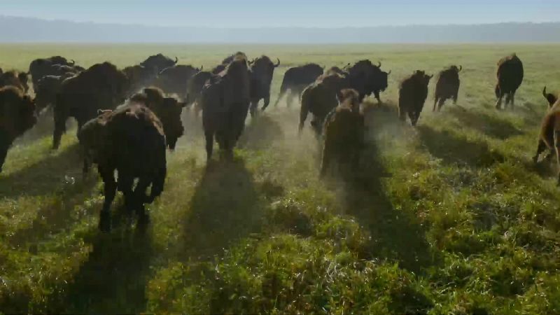 Newborn calves compensate for winter losses