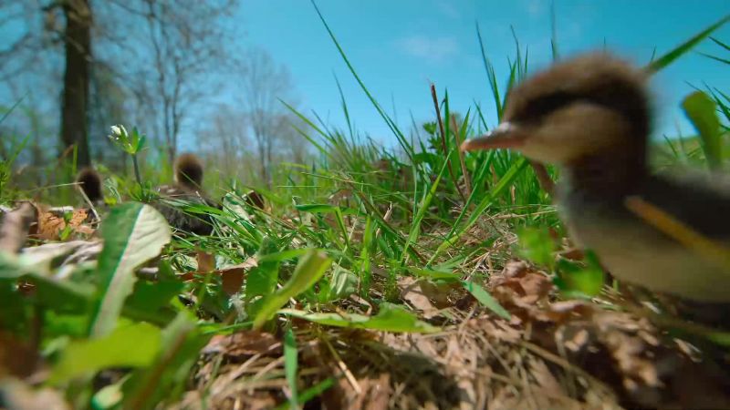 Newborn ducklings are adapted to overcome many obstacles