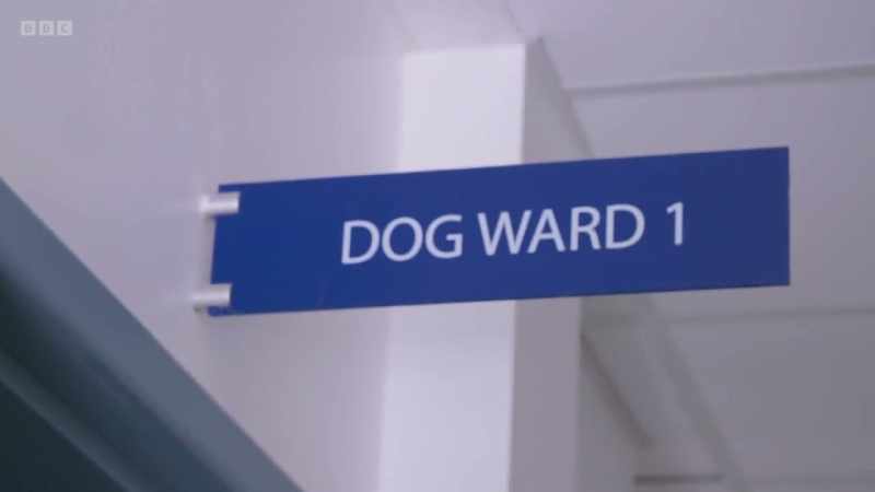 Next into the pet hospital