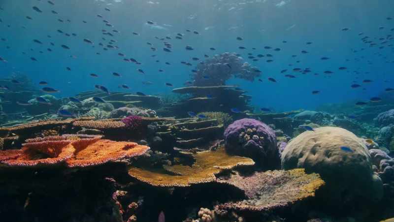 Next time, we travel to bustling coral reefs
